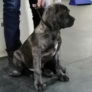 Additional photos: Italian Cane Corso