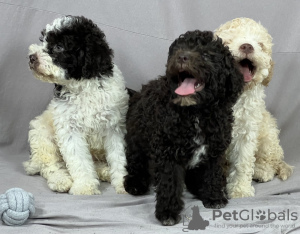 Photo №2 to announcement № 53639 for the sale of lagotto romagnolo - buy in Serbia breeder