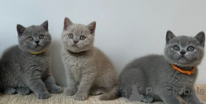 Photo №1. british shorthair - for sale in the city of Milan | negotiated | Announcement № 157942
