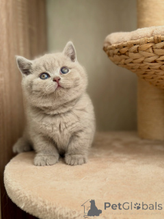 Photo №3. Adorable Lilac British Shorthair Kitten Plush Teddy Bear with Stunning Blue. Germany
