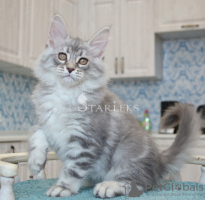 Photo №2 to announcement № 18097 for the sale of maine coon - buy in Russian Federation from nursery, breeder
