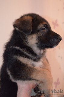 Photo №3. German shepherd puppies. Ukraine