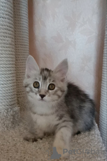 Additional photos: Kurilian bobtail kittens