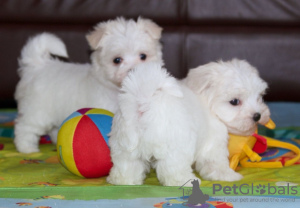 Photo №1. maltese dog - for sale in the city of Bonn | 370$ | Announcement № 44545