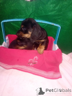 Photo №1. dachshund - for sale in the city of Arizona City | Is free | Announcement № 161240