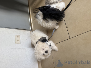 Photo №4. I will sell german spitz in the city of Zweibrücken.  - price - negotiated