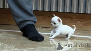 Photo №1. chihuahua - for sale in the city of Obertauern | 361$ | Announcement № 170143