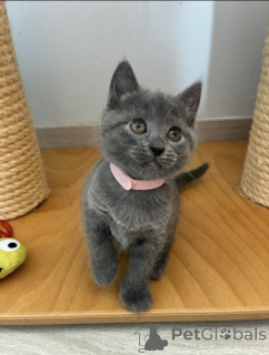 Photo №2 to announcement № 174028 for the sale of chartreux - buy in Belgium 