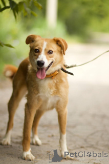 Photo №3. The dog Asya is looking for a house!. Russian Federation