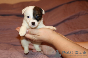 Photo №1. jack russell terrier - for sale in the city of St. Petersburg | negotiated | Announcement № 4451