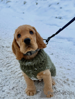 Photo №1. english cocker spaniel - for sale in the city of Berlin | negotiated | Announcement № 163761