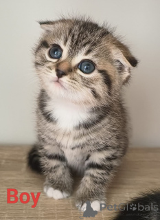 Photo №4. I will sell scottish fold in the city of Rotorua. breeder - price - 395$