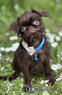 Photo №3. Brussel Griffon Chocolate. Serbia