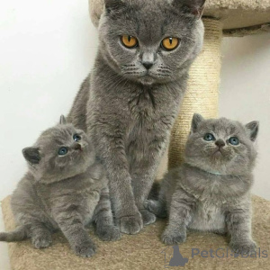 Photo №1. british shorthair - for sale in the city of Munich | 413$ | Announcement № 166424