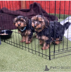 Photo №1. yorkshire terrier - for sale in the city of Duisburg | negotiated | Announcement № 137691