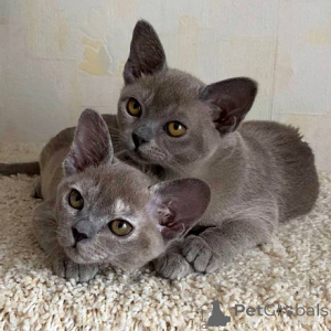 Photo №1. burmese cat - for sale in the city of Hanau | negotiated | Announcement № 159553