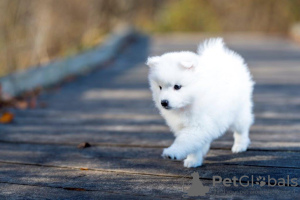 Photo №4. I will sell japanese spitz in the city of Tallinn. private announcement - price - 1872$