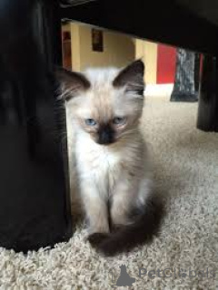 Photo №2 to announcement № 172712 for the sale of balinese cat - buy in Belgium private announcement, breeder