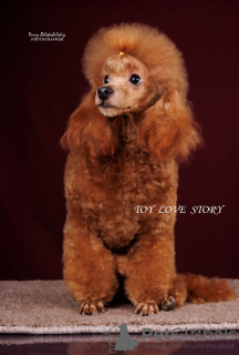 Photo №1. poodle (dwarf) - for sale in the city of Kiev | 1057$ | Announcement № 111803