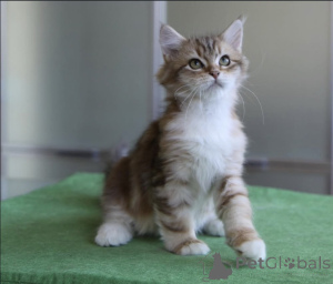 Photo №2 to announcement № 176649 for the sale of siberian cat - buy in Australia private announcement