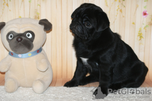 Photo №2 to announcement № 12054 for the sale of pug - buy in Russian Federation from nursery, breeder