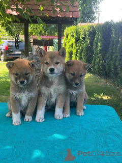 Photo №2 to announcement № 144295 for the sale of akita - buy in Serbia breeder