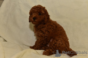 Photo №4. I will sell poodle (dwarf) in the city of Zrenjanin. breeder - price - negotiated