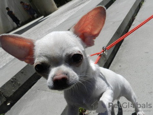 Photo №4. I will sell chihuahua in the city of Simferopol. from nursery - price - 2113$