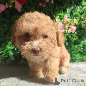Photo №3. Bolonka Zwetna puppies. Serbia