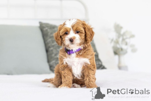 Photo №1. labradoodle - for sale in the city of Basel | negotiated | Announcement № 155594