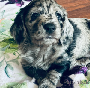 Photo №1. dachshund - for sale in the city of Dyudalang | negotiated | Announcement № 155446