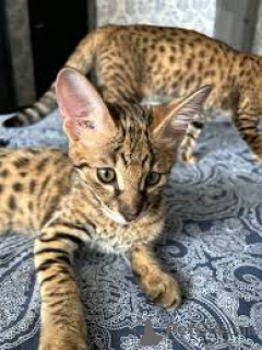 Photo №2 to announcement № 166619 for the sale of savannah cat - buy in Belgium private announcement, breeder