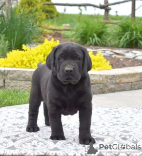 Photo №3. Labrador Retriever puppies. United Kingdom