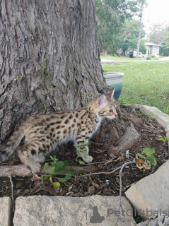 Photo №4. I will sell savannah cat in the city of Berlin. breeder - price - 2113$