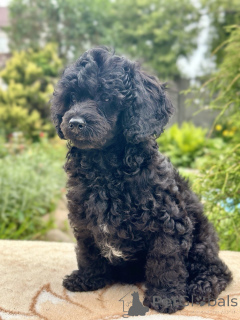 Photo №1. poodle (dwarf) - for sale in the city of Minsk | negotiated | Announcement № 170409