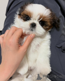 Photo №1. shih tzu - for sale in the city of Delmenhorst | negotiated | Announcement № 173337