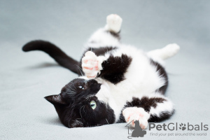 Additional photos: Charming black and white cat Mila with a heart on her paw is looking for the