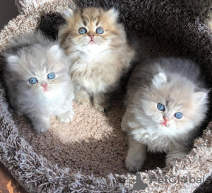 Photo №1. persian cat - for sale in the city of Monterey | 264$ | Announcement № 98199