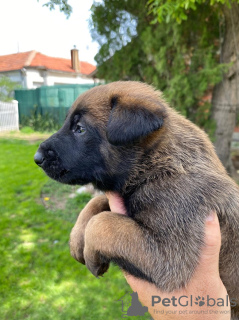 Additional photos: Belgian Shepherd puppies