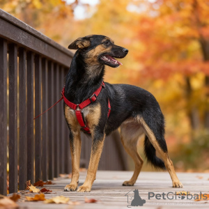 Photo №2 to announcement № 156933 for the sale of non-pedigree dogs - buy in Russian Federation private announcement