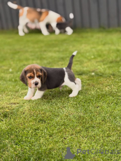 Photo №3. Entzückende Beagle-Welpen suchen ein liebevolles Zuhause!. Germany