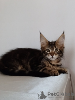 Additional photos: Cool girl main Coon