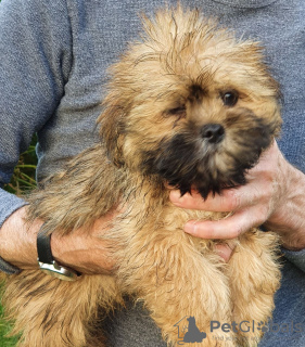 Photo №1. lhasa apso - for sale in the city of Zürich | 414$ | Announcement № 13697