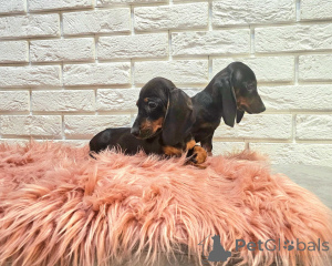 Photo №3. Dachshund puppies for adoption.. Finland