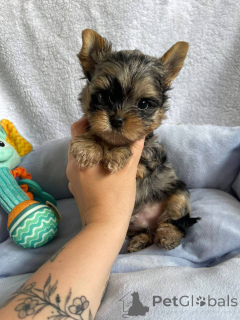 Photo №2 to announcement № 163968 for the sale of yorkshire terrier - buy in Finland private announcement, from the shelter