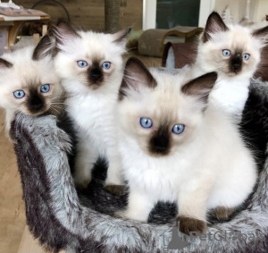 Photo №4. I will sell ragdoll in the city of Munich. private announcement, from nursery - price - 400$