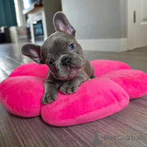 Photo №1. french bulldog - for sale in the city of Strasbourg | negotiated | Announcement № 163616