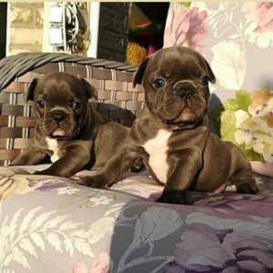 Photo №1. french bulldog - for sale in the city of Kiev | 1300$ | Announcement № 4984
