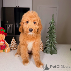 Photo №3. Bentley charming, clever, and full of love! This happy boy is proof that joy. Finland