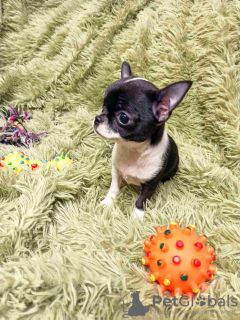 Additional photos: CHIHUAHUA puppy for sale